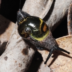 Helicarion cuvieri (A Semi-slug) at Black Mountain - 14 Oct 2012 by Harrisi