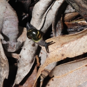 Helicarion cuvieri at Bruce, ACT - 14 Oct 2012 03:24 PM