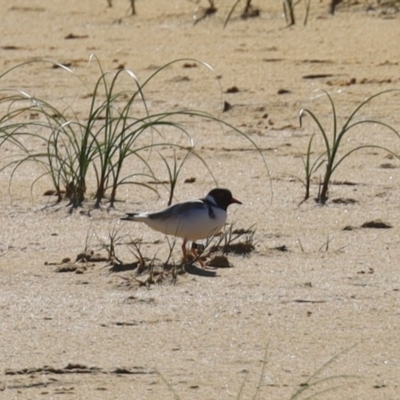 Charadrius rubricollis (Hooded Plover) at Central Tilba, NSW - 31 May 2020 by FionaG