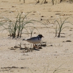 Thinornis rubricollis (Hooded Plover) at Eurobodalla National Park - 31 May 2020 by FionaG