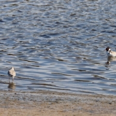 Charadrius rubricollis at suppressed - suppressed