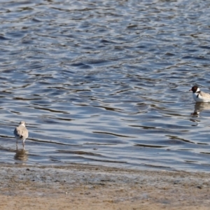 Charadrius rubricollis at suppressed - 31 May 2020