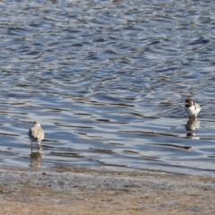 Charadrius rubricollis at suppressed - suppressed