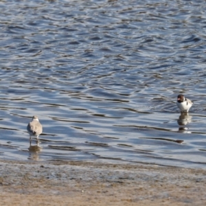 Charadrius rubricollis at suppressed - 31 May 2020