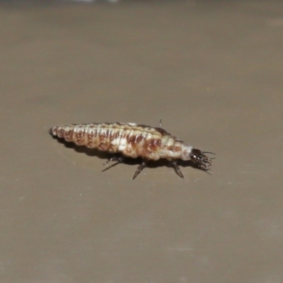 Hemerobiidae sp. (family) (Unidentified brown lacewing) at ANBG - 29 May 2020 by TimL