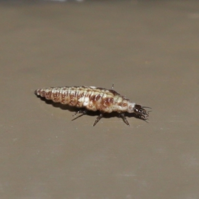 Hemerobiidae sp. (family) (Unidentified brown lacewing) at Acton, ACT - 29 May 2020 by TimL