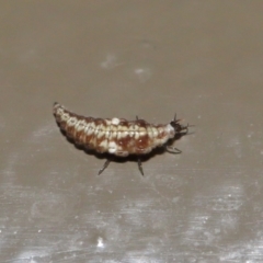 Hemerobiidae sp. (family) at Acton, ACT - 29 May 2020