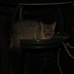 Trichosurus vulpecula at Flynn, ACT - 29 May 2020 06:45 PM