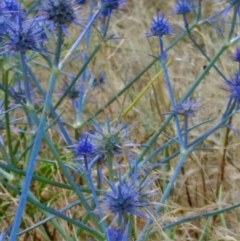 Eryngium ovinum (Blue Devil) at Yarralumla, ACT - 7 Jan 2017 by HiHoSilver