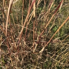 Bothriochloa macra (Red Grass, Red-leg Grass) at Griffith, ACT - 30 May 2020 by ianandlibby1