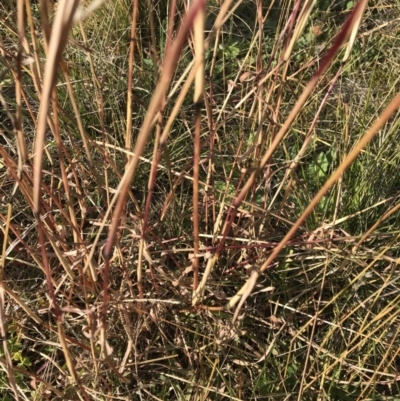 Bothriochloa macra (Red Grass, Red-leg Grass) at Bass Gardens Park, Griffith - 30 May 2020 by ianandlibby1