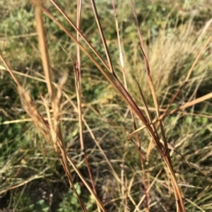 Bothriochloa macra at Griffith, ACT - 31 May 2020