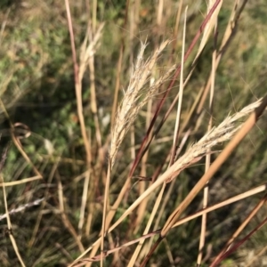 Bothriochloa macra at Griffith, ACT - 31 May 2020