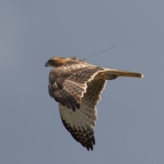 Hieraaetus morphnoides (Little Eagle) by rawshorty