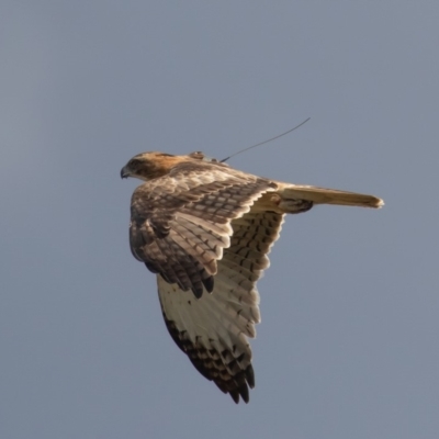Hieraaetus morphnoides (Little Eagle) by rawshorty