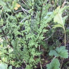 Cheilanthes sieberi (Rock Fern) at Bass Gardens Park, Griffith - 30 May 2020 by ianandlibby1