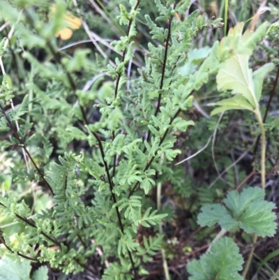 Cheilanthes sieberi (Rock Fern) at Griffith, ACT - 31 May 2020 by ianandlibby1