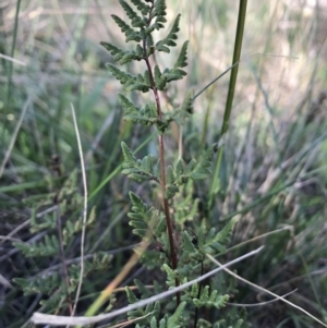 Cheilanthes sieberi at Griffith, ACT - 31 May 2020