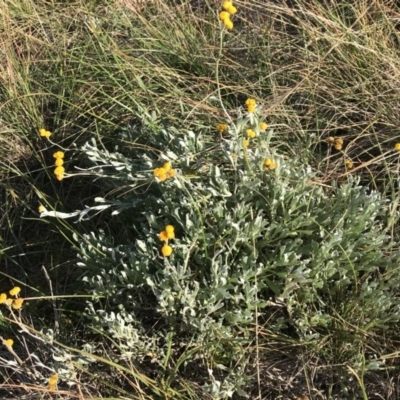 Chrysocephalum apiculatum (Common Everlasting) at Griffith, ACT - 31 May 2020 by ianandlibby1