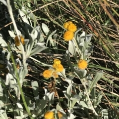 Chrysocephalum apiculatum at Griffith, ACT - 31 May 2020