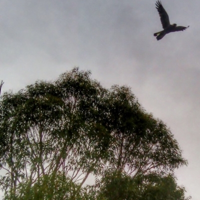 Zanda funerea (Yellow-tailed Black-Cockatoo) at Yarralumla, ACT - 13 Jan 2015 by HiHoSilver