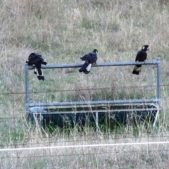 Zanda funerea at Yarralumla, ACT - 5 Mar 2015