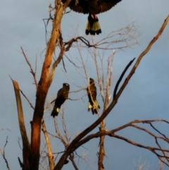 Zanda funerea (Yellow-tailed Black-Cockatoo) at Curtin, ACT - 9 Apr 2017 by HiHoSilver