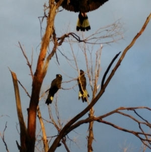 Zanda funerea at Curtin, ACT - 9 Apr 2017 05:15 PM