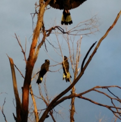 Zanda funerea (Yellow-tailed Black-Cockatoo) at Curtin, ACT - 9 Apr 2017 by HiHoSilver