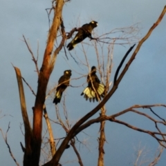 Zanda funerea at Curtin, ACT - 9 Apr 2017 05:15 PM