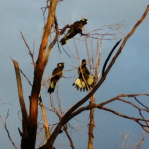 Zanda funerea at Curtin, ACT - 9 Apr 2017