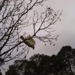 Cacatua galerita (Sulphur-crested Cockatoo) at Curtin, ACT - 26 May 2016 by HiHoSilver