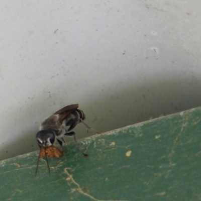 Crabronidae (family) (Sand wasp) at Black Range, NSW - 31 May 2020 by MatthewHiggins