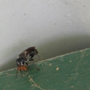 Crabronidae (family) at Black Range, NSW - 31 May 2020