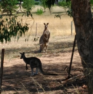 Macropus giganteus at Curtin, ACT - 28 Jan 2017 03:20 PM