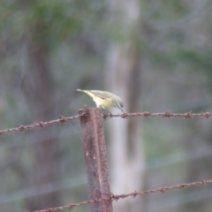 Acanthiza chrysorrhoa (Yellow-rumped Thornbill) at Black Range, NSW - 31 May 2020 by MatthewHiggins