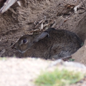 Oryctolagus cuniculus at Black Range, NSW - 31 May 2020