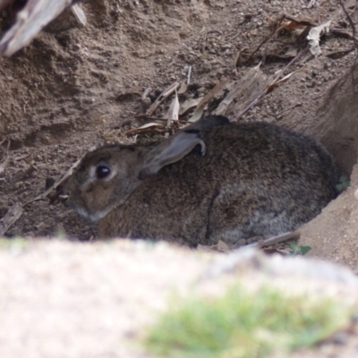 Oryctolagus cuniculus (European Rabbit) at Black Range, NSW - 31 May 2020 by MatthewHiggins