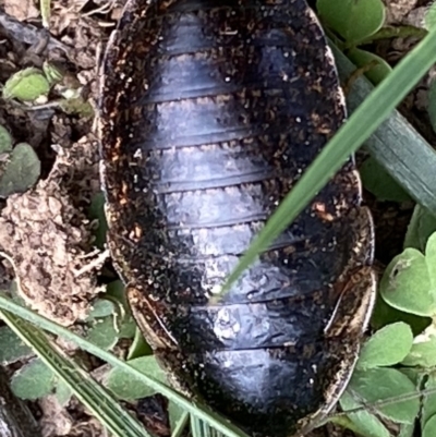 Calolampra sp. (genus) (Bark cockroach) at Hughes Grassy Woodland - 31 May 2020 by KL