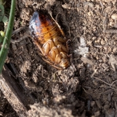 Calolampra sp. (genus) at Hughes, ACT - 31 May 2020