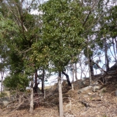 Brachychiton populneus subsp. populneus (Kurrajong) at Black Range, NSW - 31 May 2020 by MatthewHiggins