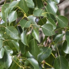 Brachychiton populneus subsp. populneus at Black Range, NSW - 31 May 2020
