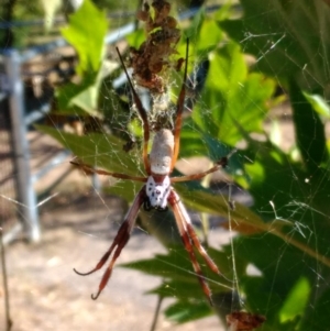 Trichonephila edulis at Curtin, ACT - 21 Feb 2017 04:55 PM