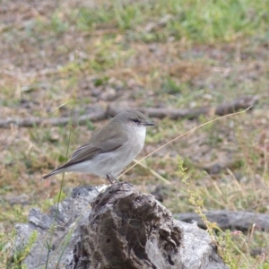 Microeca fascinans at Black Range, NSW - 31 May 2020 02:50 PM