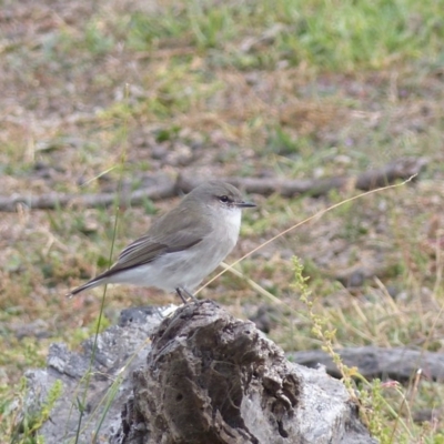 Microeca fascinans (Jacky Winter) at Black Range, NSW - 31 May 2020 by MatthewHiggins