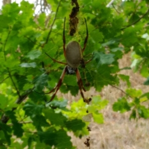 Trichonephila edulis at Curtin, ACT - 18 Mar 2017 12:03 PM