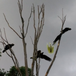 Zanda funerea at Curtin, ACT - 12 Apr 2017 05:21 PM