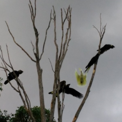 Zanda funerea (Yellow-tailed Black-Cockatoo) at Curtin, ACT - 12 Apr 2017 by HiHoSilver