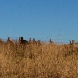 Macropus giganteus at Deakin, ACT - 15 Apr 2017