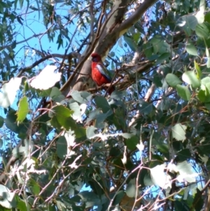 Platycercus elegans at Curtin, ACT - 16 Apr 2017